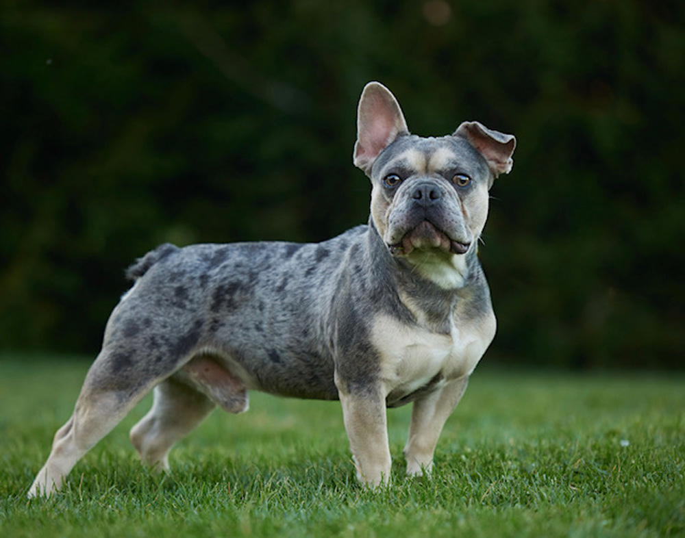 French Bulldogs have a rich history.  Old French bulldog posing in a field.