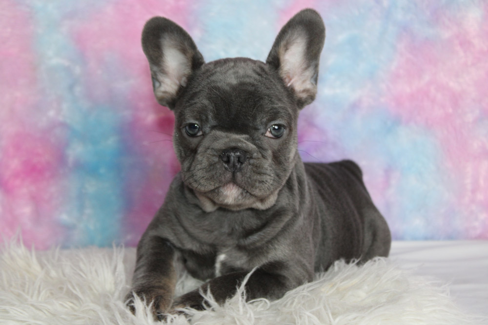 Stylish Frenchie Puppy with its famous Bat Like ears, and his cute stubby nose.  