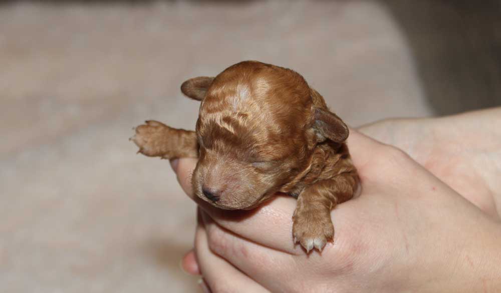 Early Neurological Stimulation Holding i Sitting Position being performed on new born puppy. 