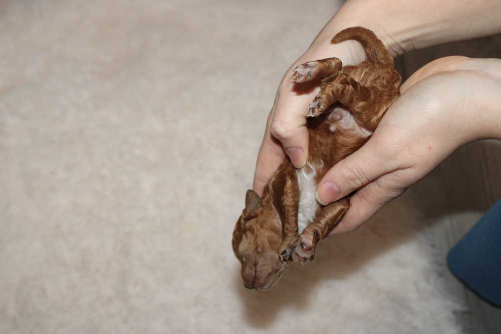 Early Neurological Stimulation Holding in Diving Position being performed on new born puppy. 