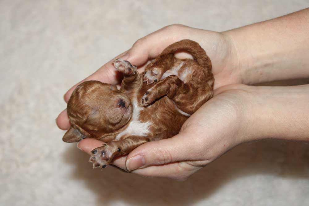 Early Neurological Stimulation Holding in Submissive Position being performed on a new born puppy. 