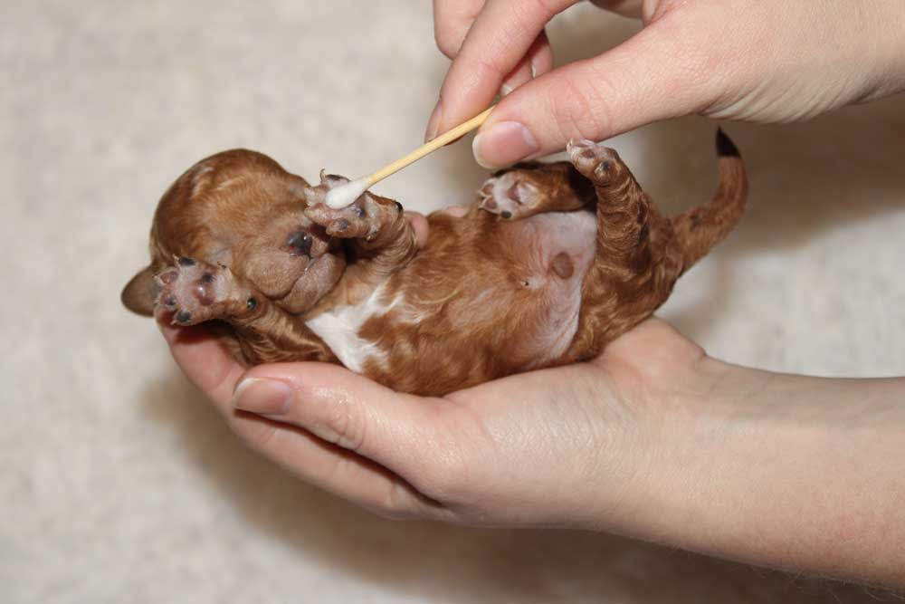 ENS Tactile Stimulation being done on a new born Puppy at Blue Diamond Family Pups.