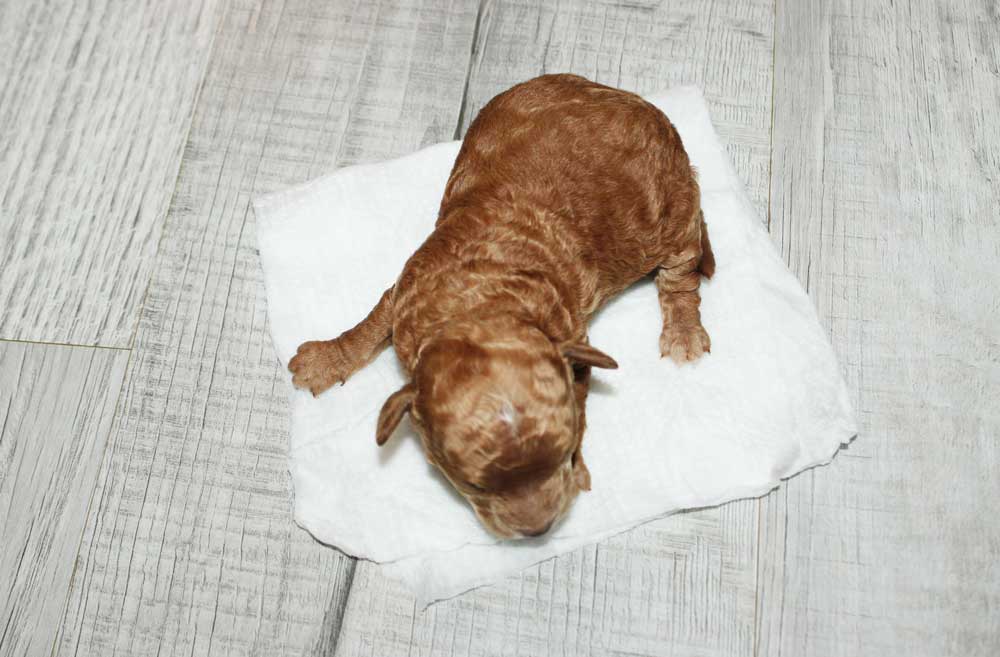 Early Neurological Stimulation Thermal Stimulation being performed on new born puppy. 