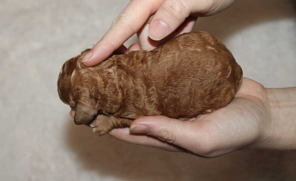 New Born Blue Diamond Puppy having ENS - Touch Administered