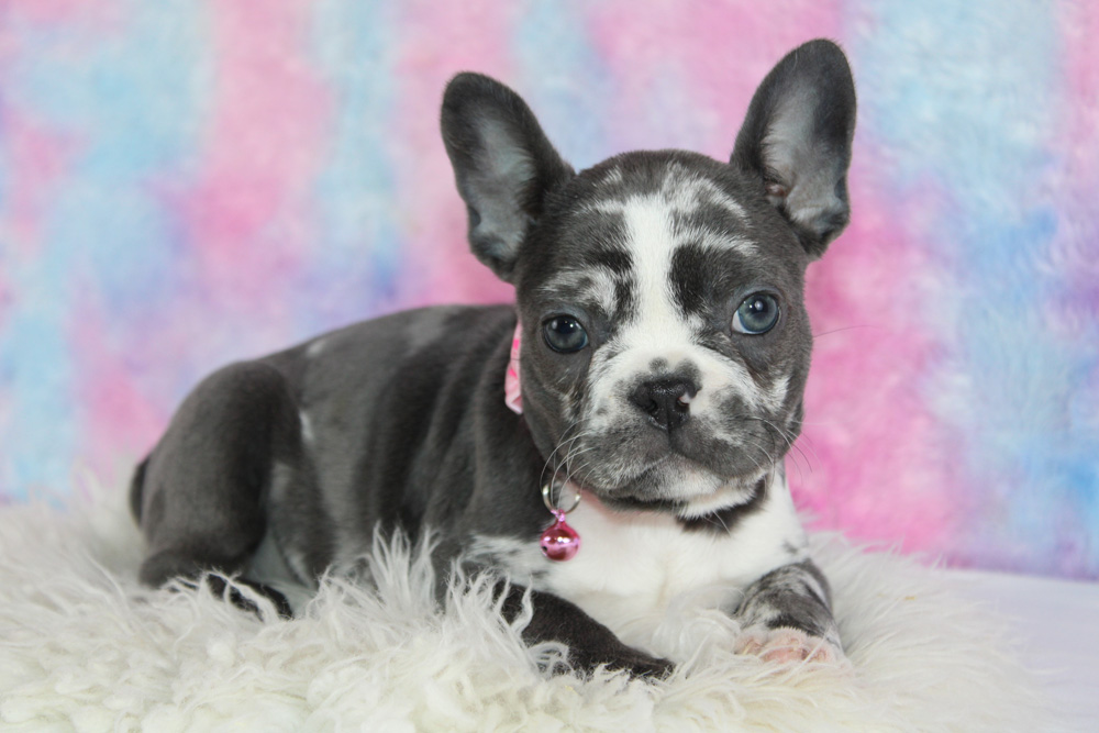Health Tested French Bulldog Puppy at Blue Diamond Kennels.
