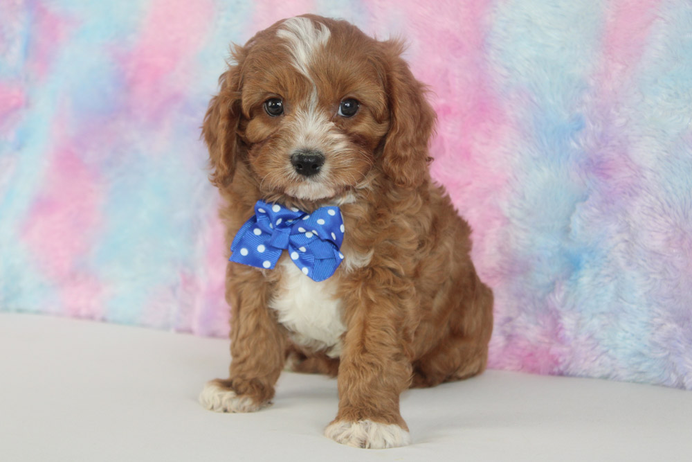 Newton - Blue Diamond Family Pups