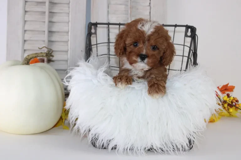 Cavapoo Puppy in a fluffy basket.