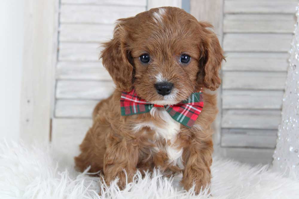 Designer Cavapoo puppy in the family home.  