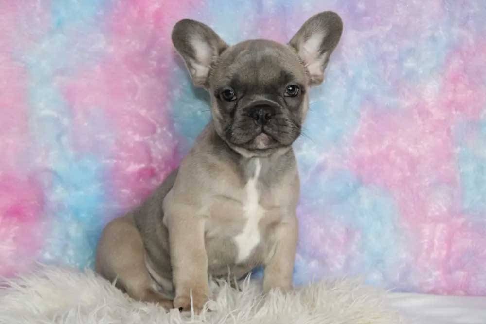 Most popular family pet is the French Bulldog.