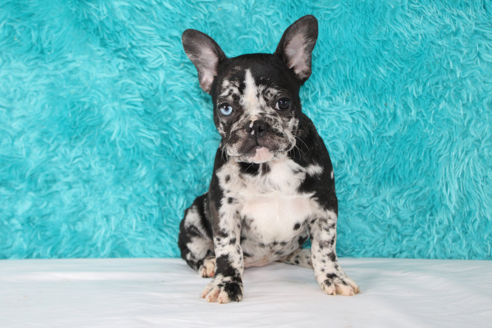 Best French Bulldog Puppies for sale in Twin Falls, ID!