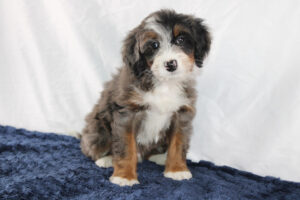 Durant-Mini-Bernedoodle-Puppy-2