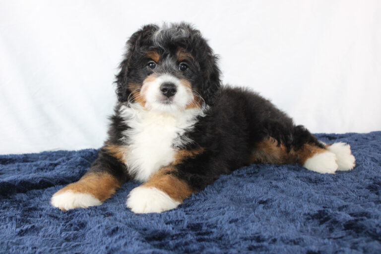 Gabe-Mini-Bernedoodle-Puppy-3