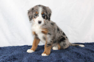 Georgia-Mini-Bernedoodle-Puppy-3