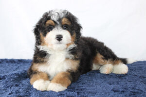 Gus the mini beredoodle Puppy laying down and looking straight ahead