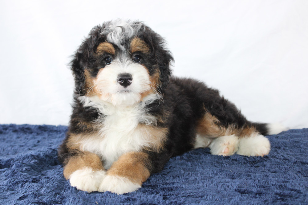 Gus the mini beredoodle Puppy laying down and looking straight ahead