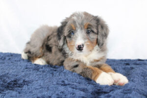 Madisen-Mini-Bernedoodle-Puppy-2