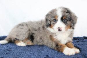 Maggie-Mini-Bernedoodle-Puppy-4