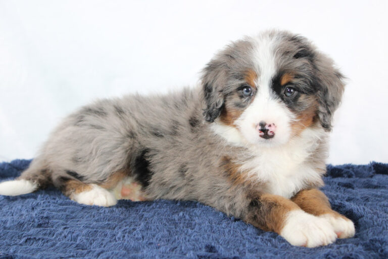 Maggie-Mini-Bernedoodle-Puppy-4