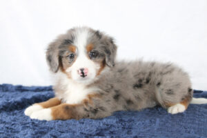 Milly-Mini-Bernedoodle-PUppy-4