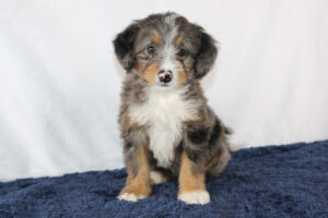 Penny-Mini-Bernedoodle-Puppy-3
