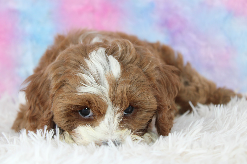 Henley Blue Diamond Family Pups