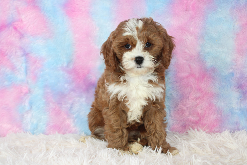 Henley Blue Diamond Family Pups