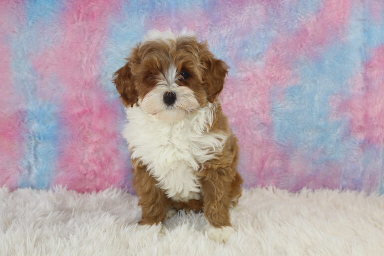 Best Designer Cavapoo Puppies for Sale | Blue Diamond Pups