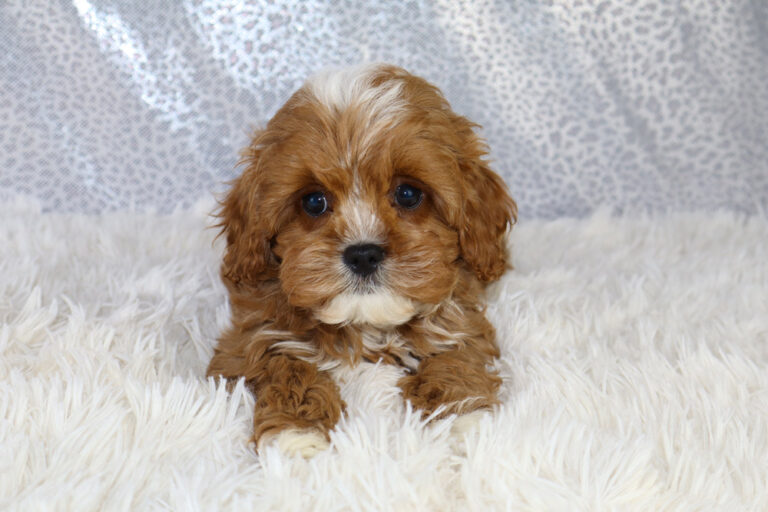 Best Designer Cavapoo Puppies for Sale | Blue Diamond Pups