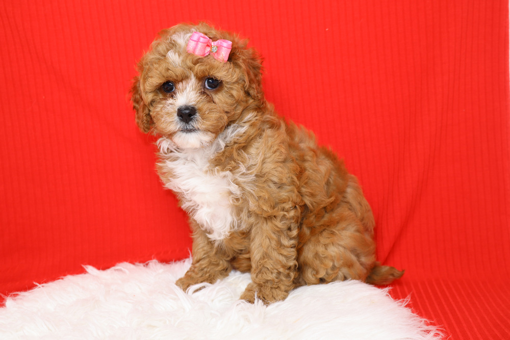 Best Designer Cavapoo Puppies for Sale | Blue Diamond Pups
