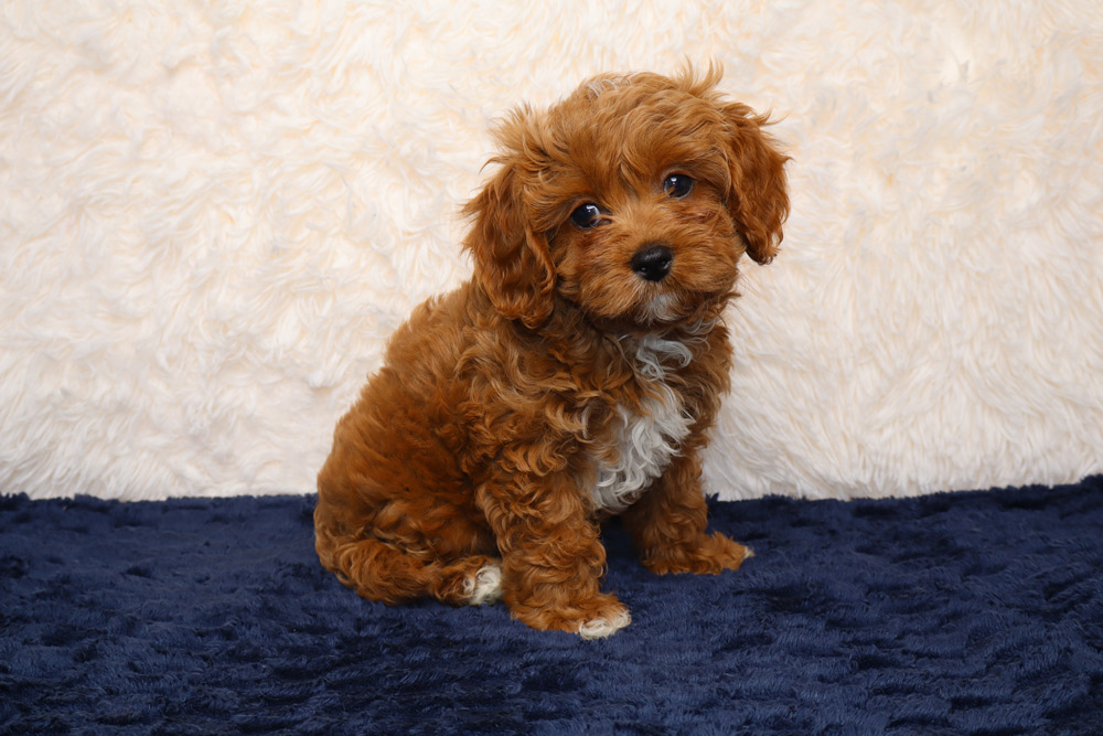 Gage - Blue Diamond Family Pups