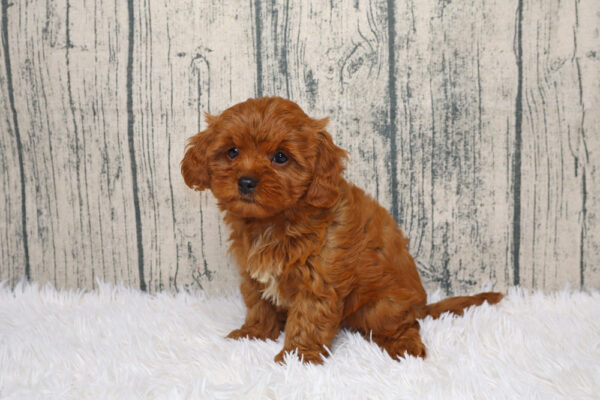 Best Designer Cavapoo Puppies for Sale | Blue Diamond Pups