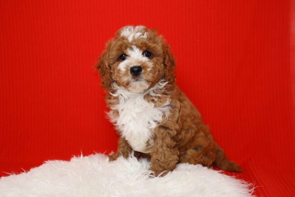 Best Designer Cavapoo Puppies for Sale | Blue Diamond Pups