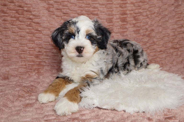 Clarabelle-F1b-Micro-Bernedoodle-Puppy-3117-4 - Blue Diamond Family Pups