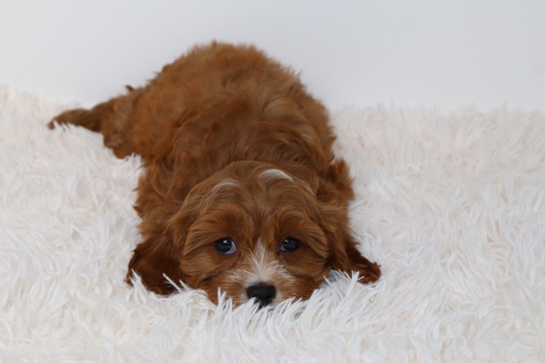 Remy-F1-Cavapoo-Puppy-9513-3 - Blue Diamond Family Pups