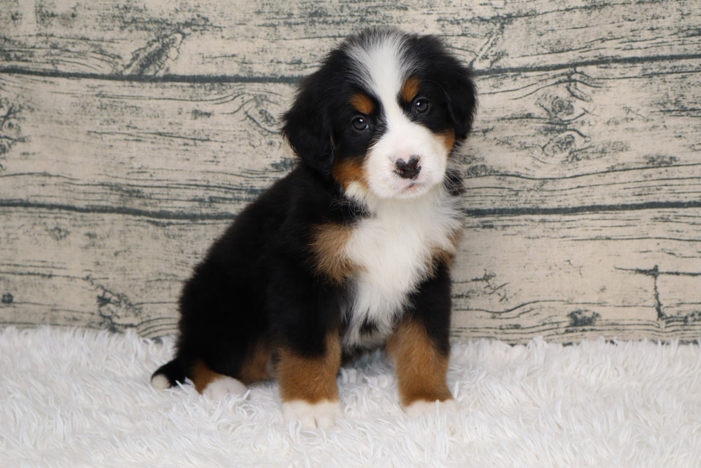 Addie