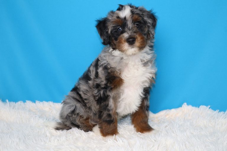 Emmett, an F1b Micro Bernedoodle puppy