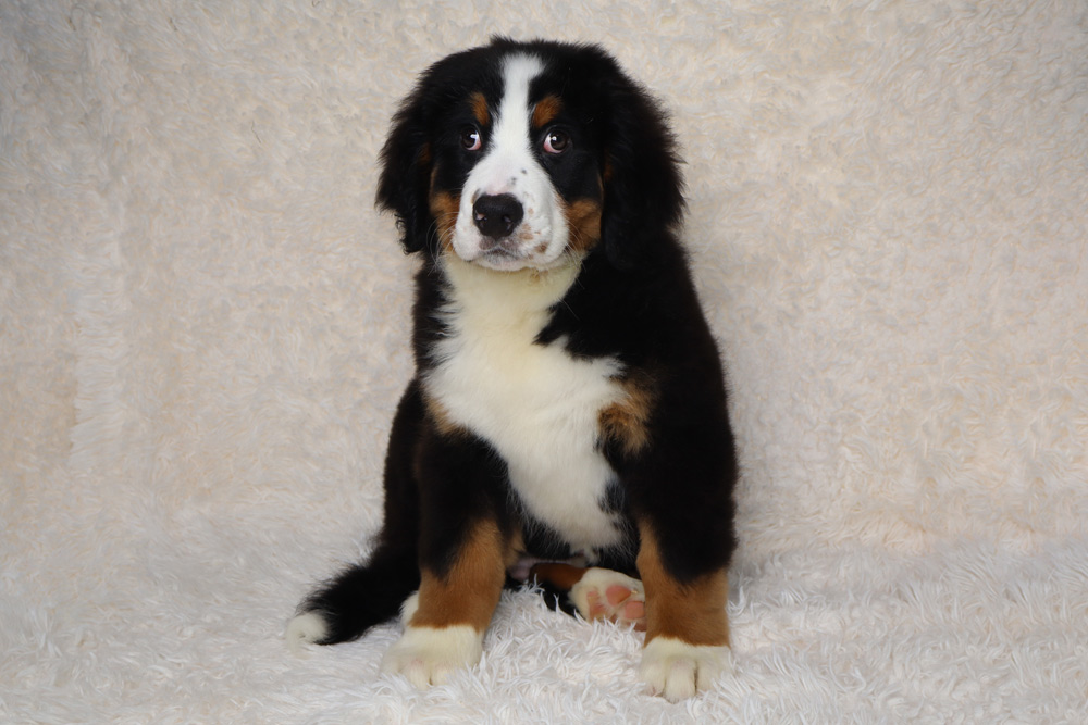 Bernese mountain dog puppy sitting on a white fluffy rug, looking at the camera.