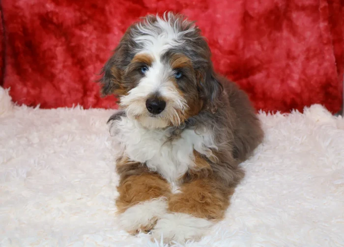 Micro Bernedoodle Puppy Available In Upper Merion, PA