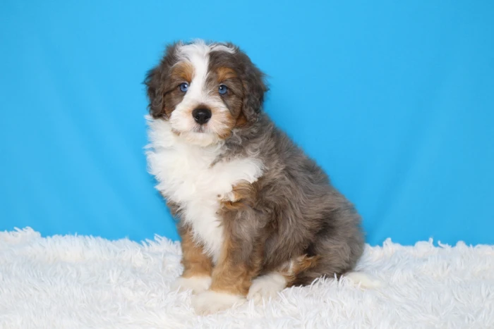 Micro Bernedoodle Puppy