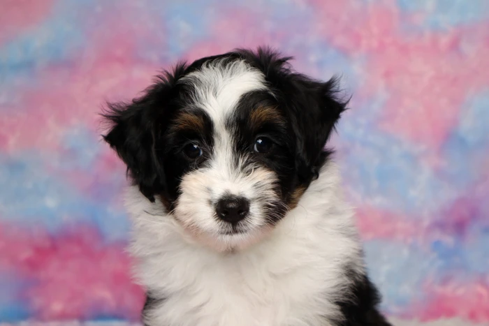 Micro Bernedoodle Puppy