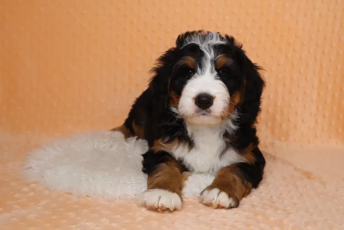 Mini Bernedoodle Puppy
