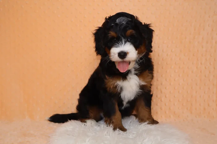 Mini Bernedoodle Puppy