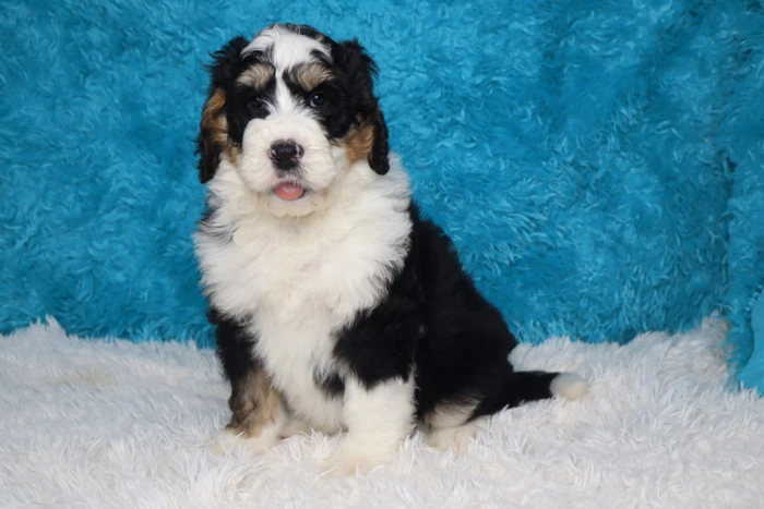 Standard Bernedoodle Puppy