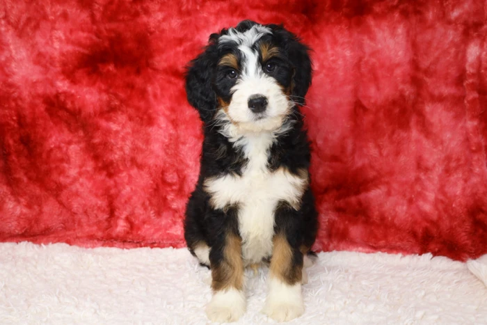 Standard Bernedoodle Puppy For Sale Available to Lawrenceville, GA