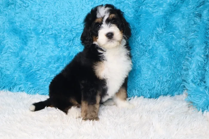 Standard Bernedoodle Puppy For Sale From Blue Diamond Family Pups