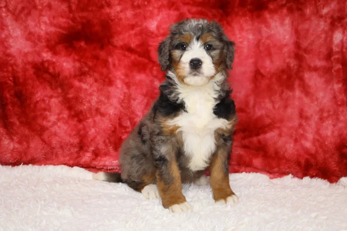 Standard Bernedoodle Puppy For Sale