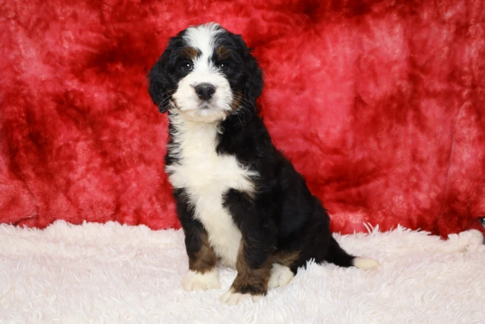 Standard Bernedoodle Puppy For Sale From Blue Diamond Family Pups