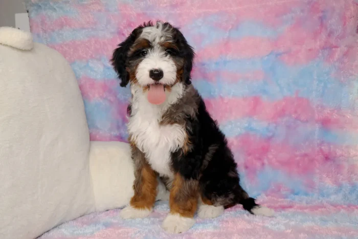 Bernedoodle Puppy