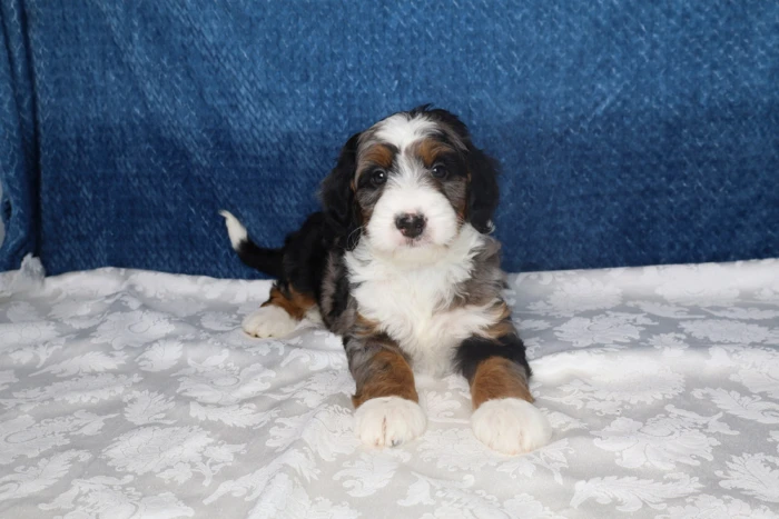 Bernedoodle Puppy