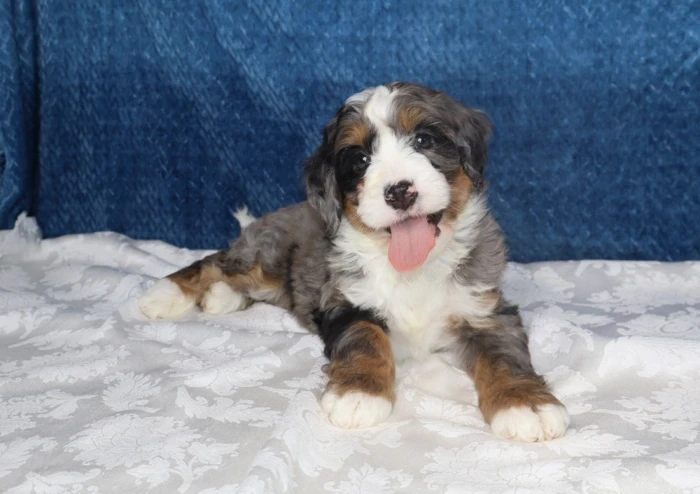 Mini Bernedoodle Puppy For Sale Available In Anniston, Alabama